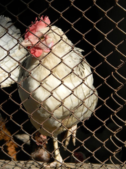 TA：由于皇马没有诚意，戴维斯或将放弃转会而同拜仁完成续约.